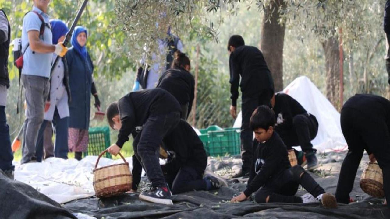 Geleceğin çiftçileri zeytin hasadında