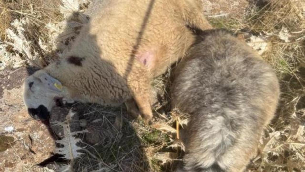 Sürüden ayrılan koyunları kurt kaptı: 28 koyun telef oldu
