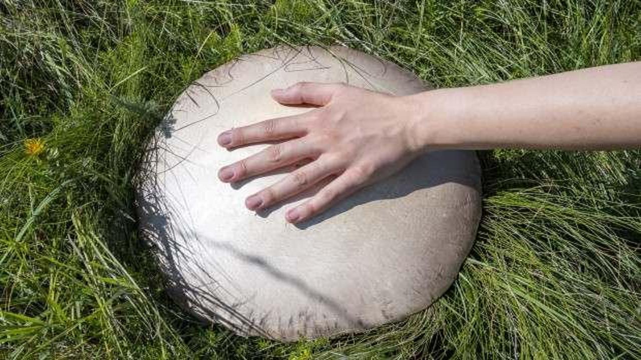 40 santimetreyi buldu! Kars’ta yağıların ardından dev mantar sürprizi