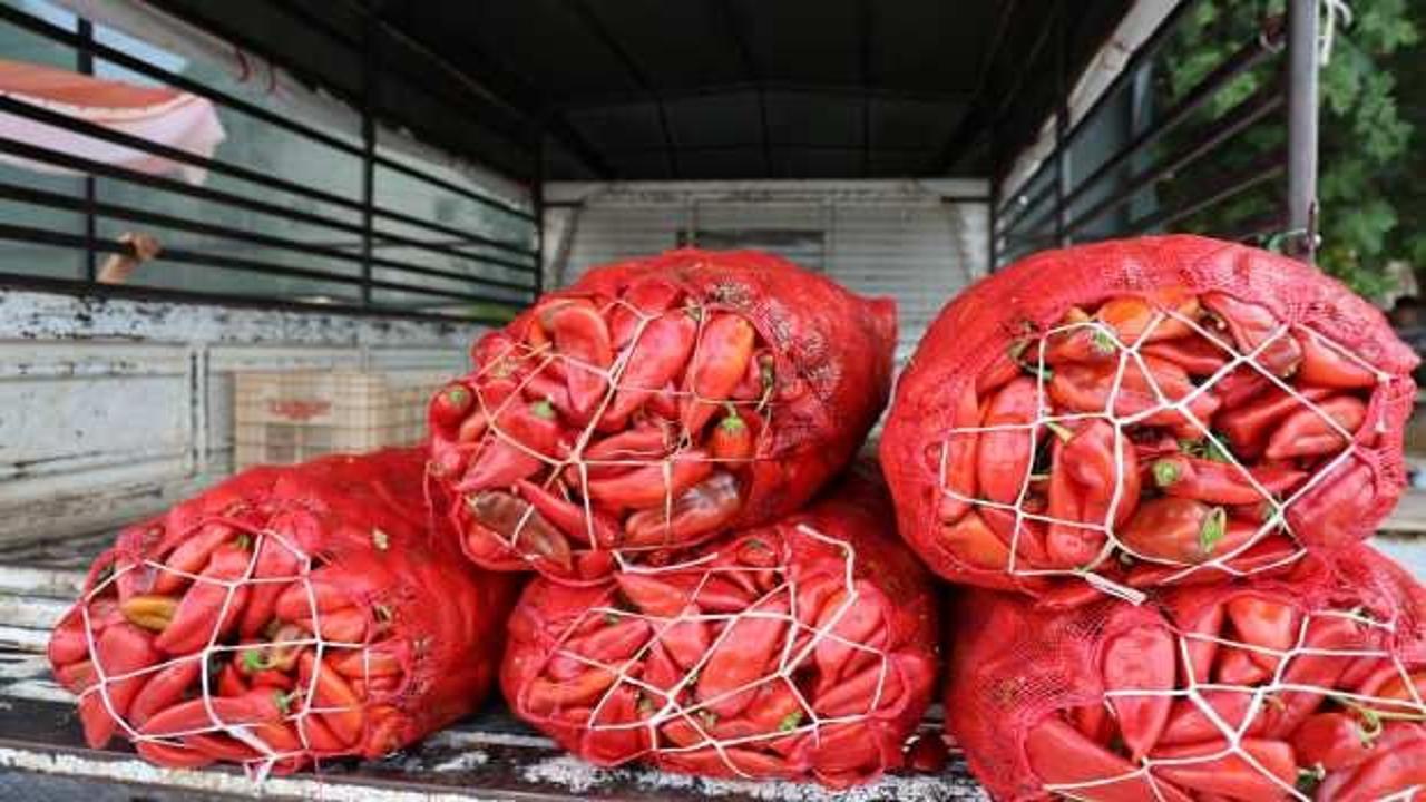 Adana'da salçalık biber telaşı başladı