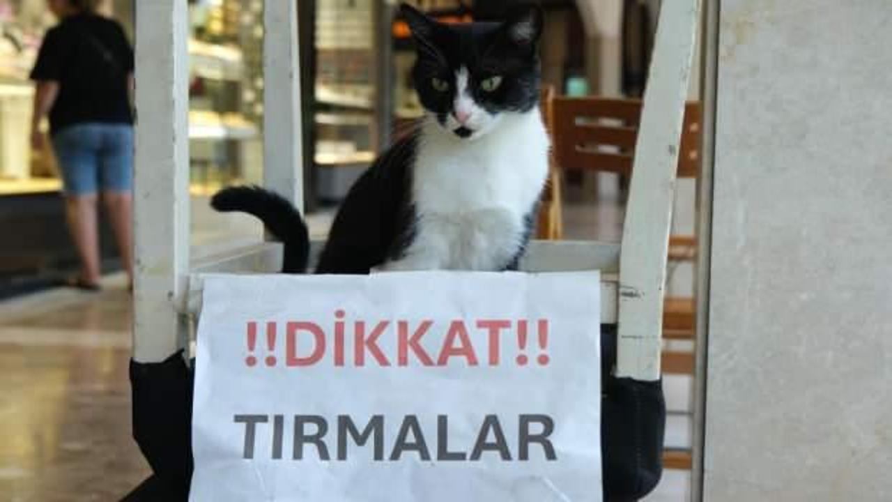 Adana'nın asabi kedisi Kuyumcular Çarşısı'nda korku salıyor!