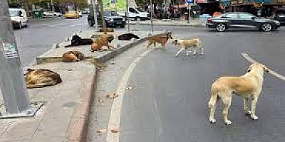 Ankara Barosu Hayvan Hakları Merkezi’nden Açıklama