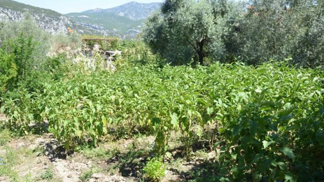 Antalyalı çiftçi ata tohumlarıyla 52 santimetre boyunda patlıcan yetiştirdi