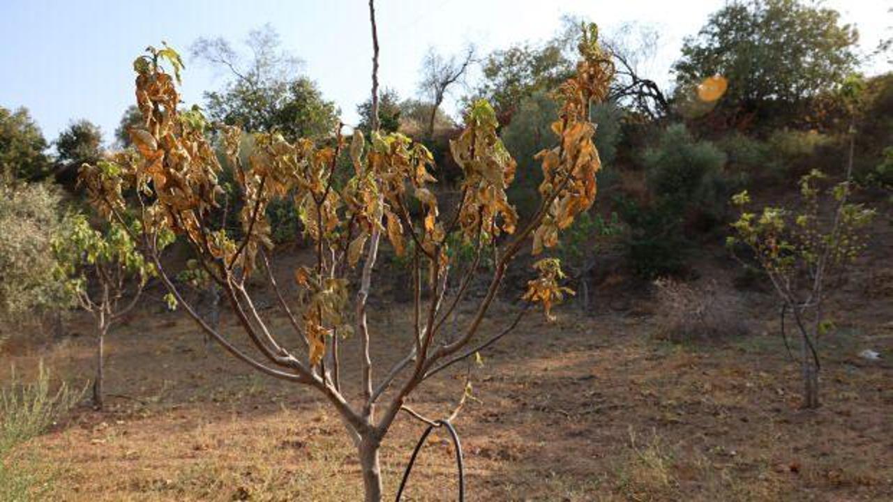 Aydın'da kuraklık ve susuzluk alarmı, incir ağaçları kurumaya başladı