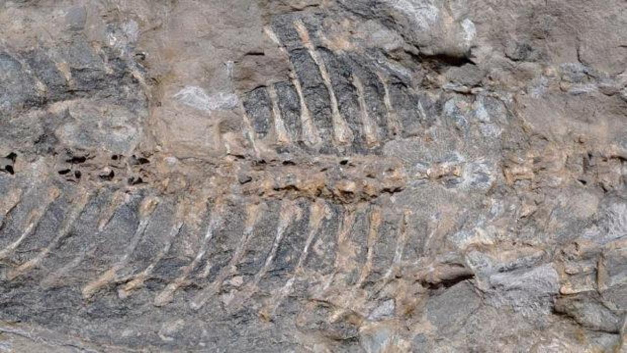 Bahçe duvarı için alınan taştan 240 milyon yıllık fosil çıktı