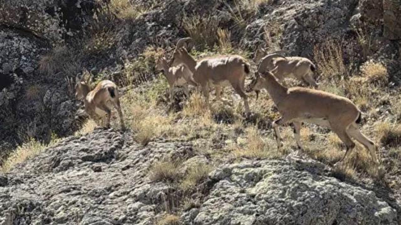 Bayburt'un zirvelerinde canlılık: Yaban keçileri sürü halinde görüntülendi