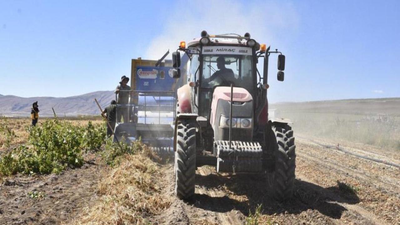 Bitlis'te kuru fasulye hasadında rekor: 37 bin ton üretim