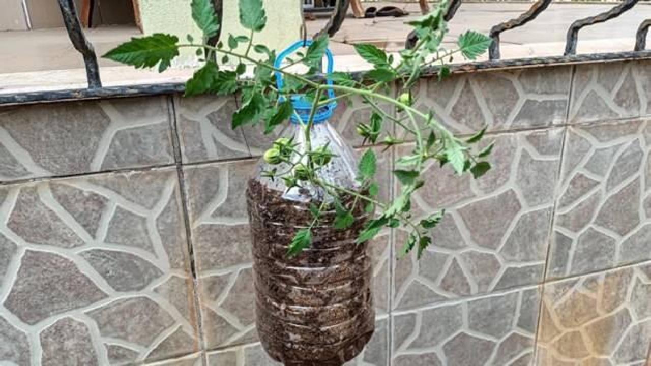 Bu yöntemle markete veya manava gitmenize gerek kalmayacak! 2 ayda çıkıyor