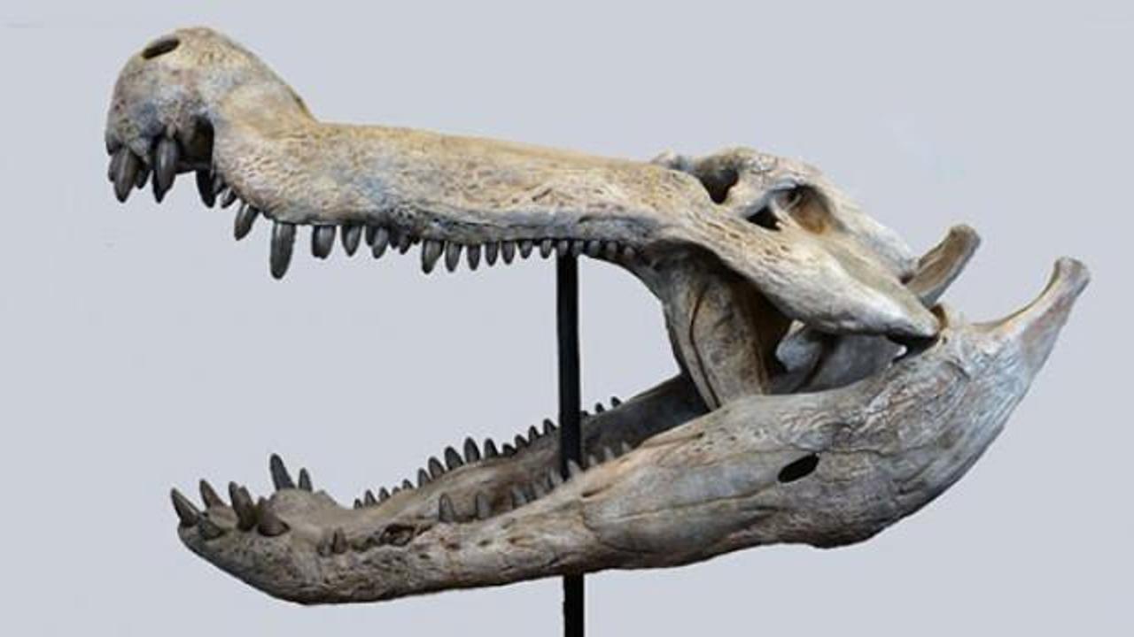 Dinozorlarla beslenen bir timsah keşfedildi