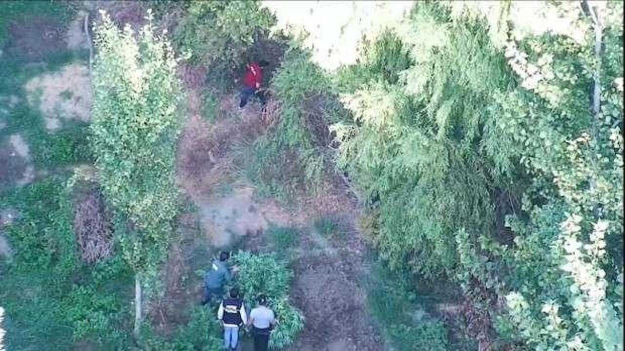 Diyarbakır’da 7 bin 25 kök Hint keneviri ele geçirildi