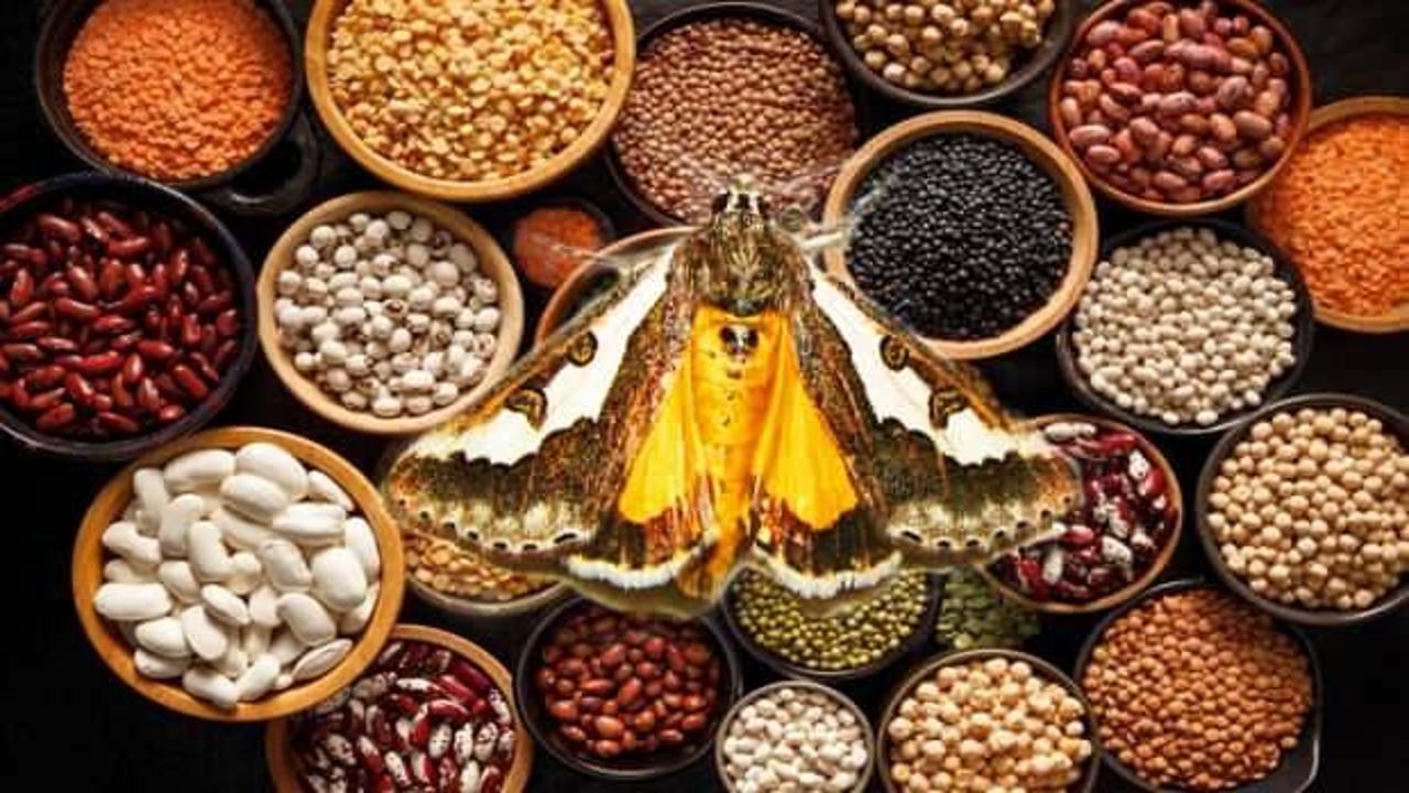 Evde güve kelebeği ve güve yumurtası nasıl yok edilir? Mutfaktaki güvelerden nasıl kurtulurum?