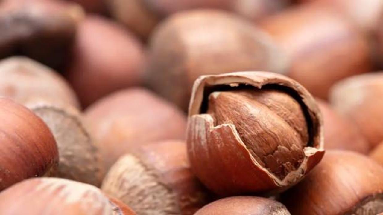 Fındık fiyatları yükselişe geçti