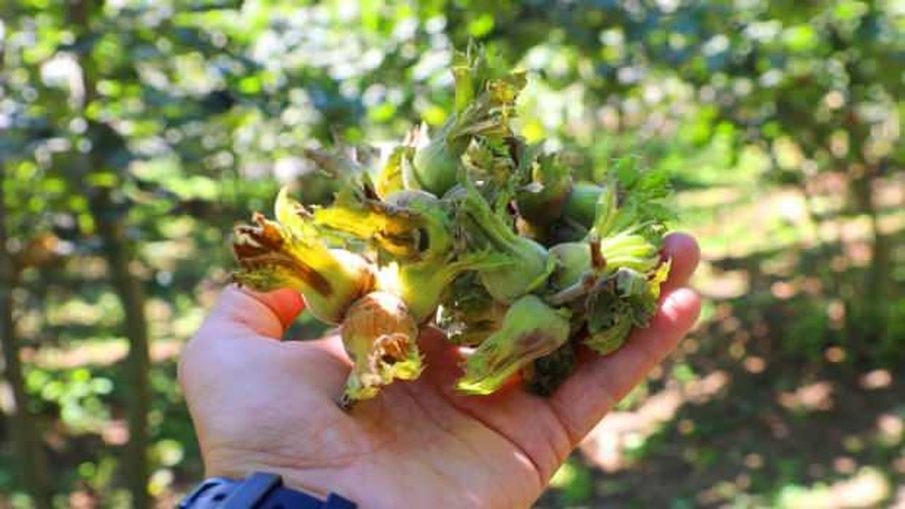 Fındık hasadında reform