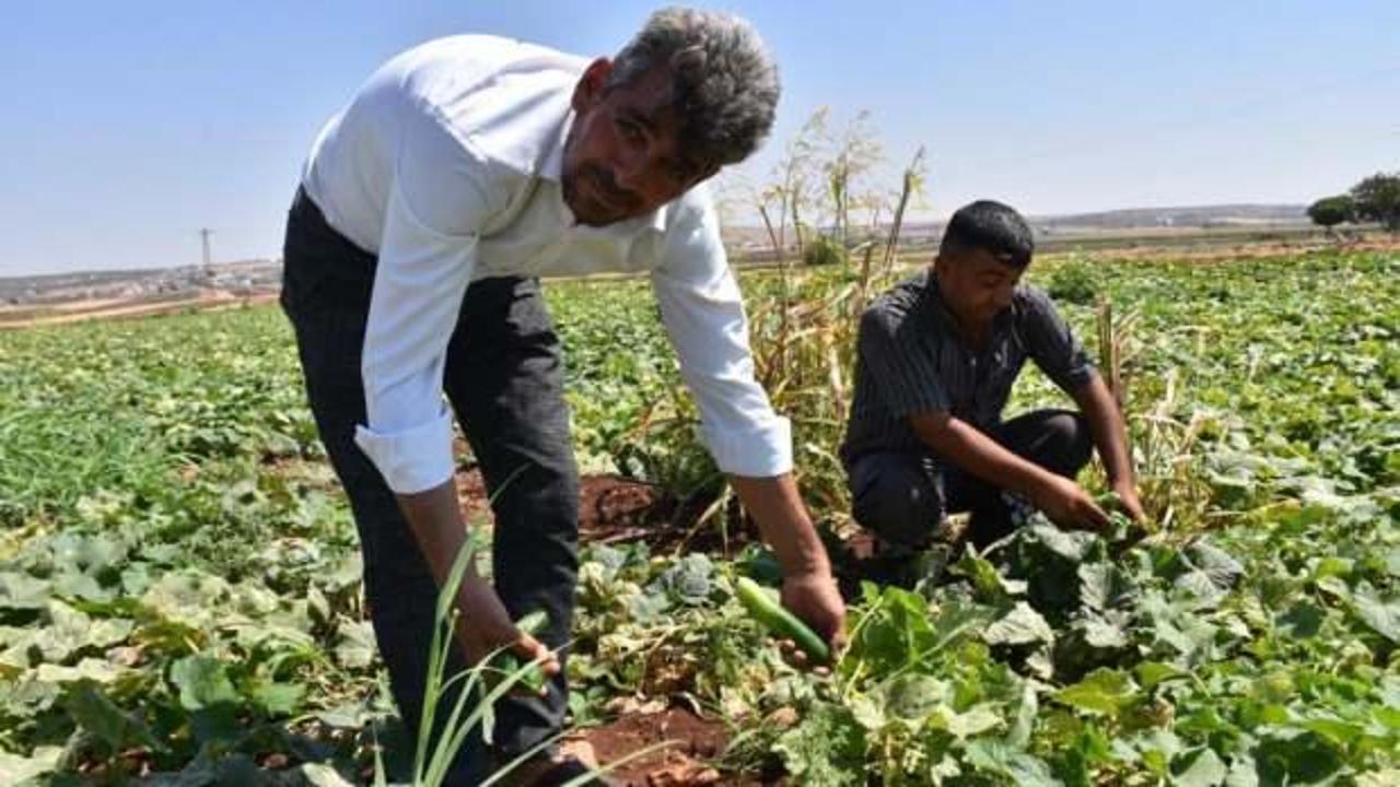 Gaziantep'te hasat başladı! Domates, patlıcan...