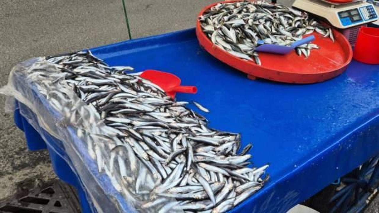 Hamsi 150 lira, istavrit 100 lira!