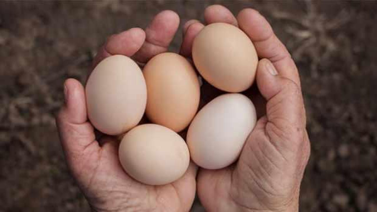 Harvardlı doktordan çılgın deney: Bir ayda toplam 720 yumurta yedi!