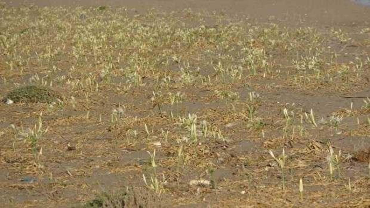 İlk kum zambakları çiçek açtı: Koparmanın cezası 387 bin TL!