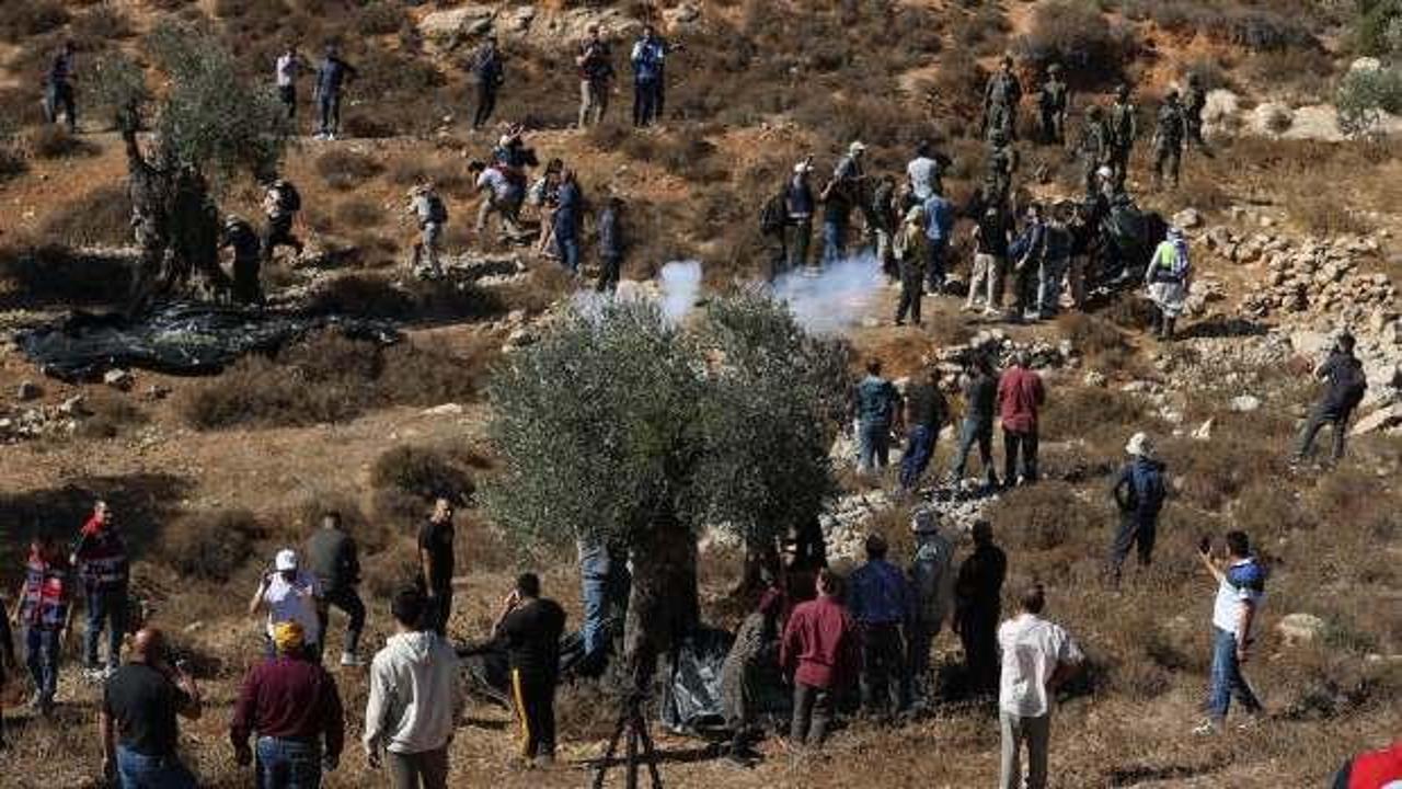 İsrail'in zeytin toplayanlara bile tahammülü yok