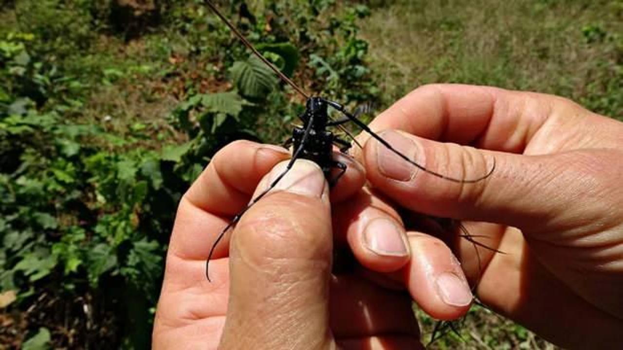 İtalya'dan geldi, binlerce bahçeyi kuruttu! 