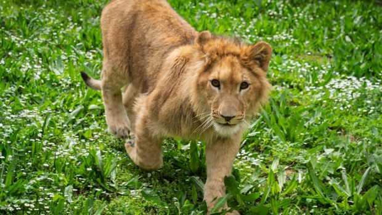 İzmir’de aslan dehşeti!