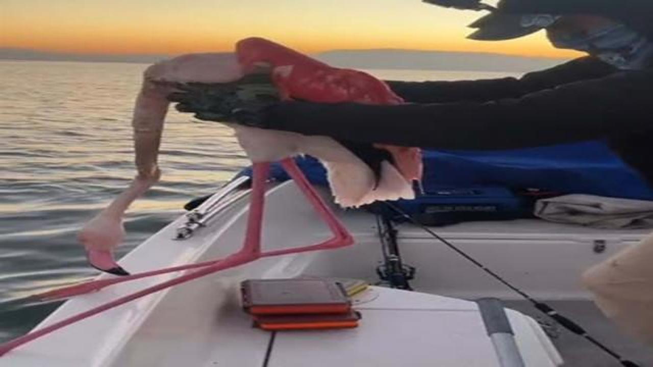 İzmir'de flamingoyu balıkçılar kurtardı
