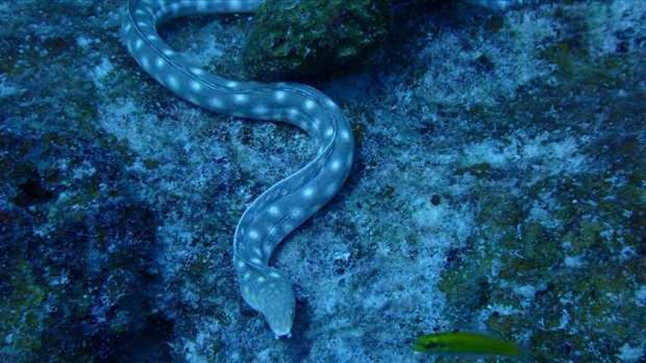 Japonya'da yılan balığından zehirlenen 130 kişiden 1'i öldü