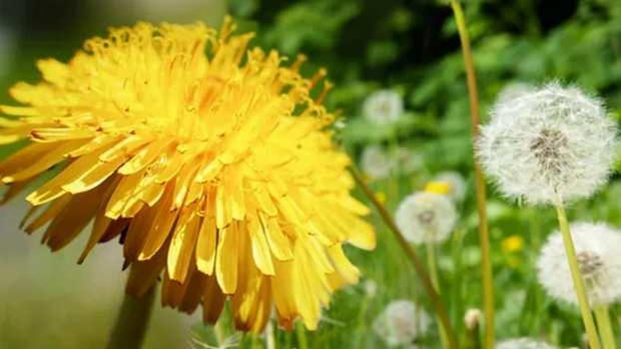 Karahindiba mucizesi! Karahindiba çayı nasıl yapılır, faydaları nelerdir?