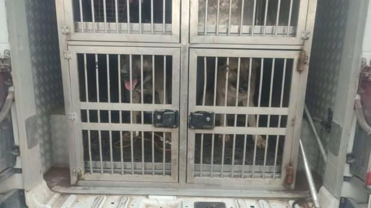 Kırıkkale'de köpek dövüştüren 2 kişiye para cezası