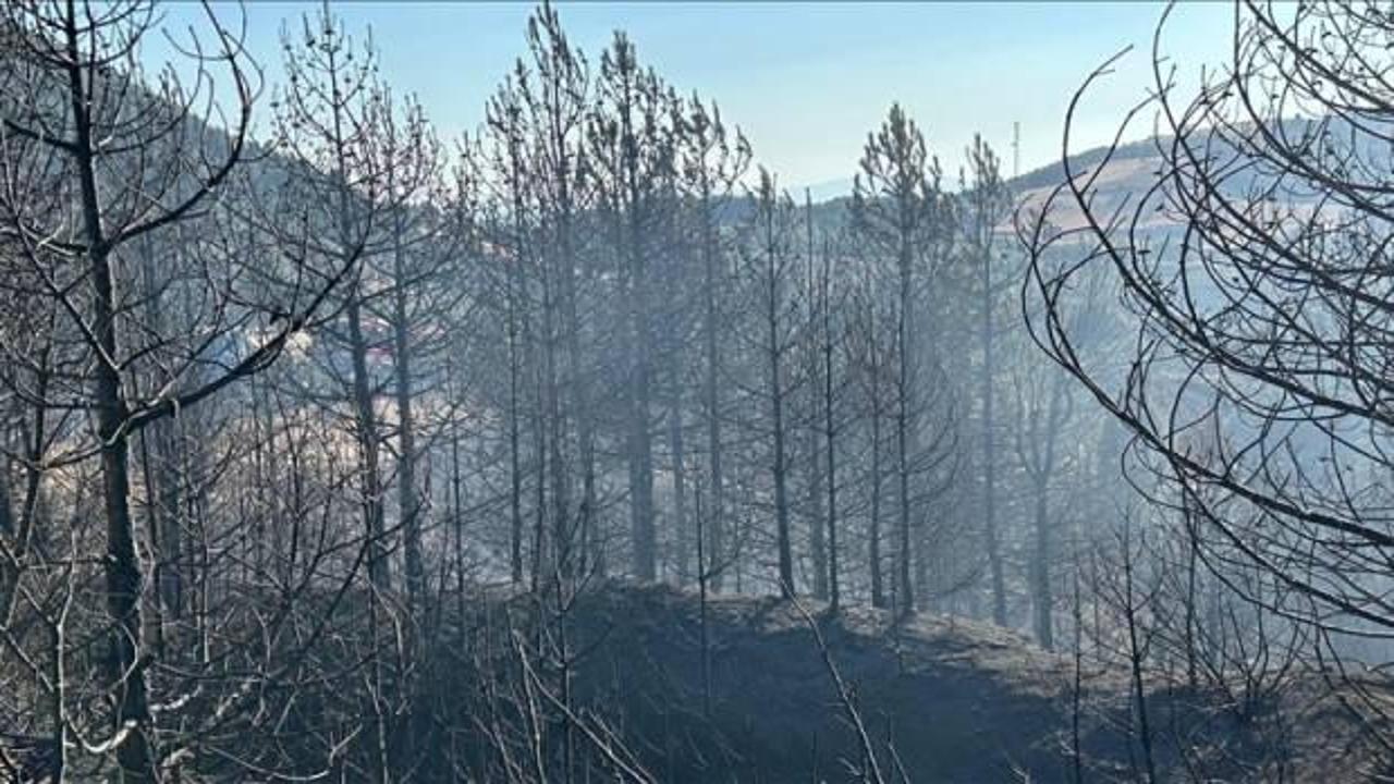 Orman yangını sayısı artarken etkilenen alan azalıyor