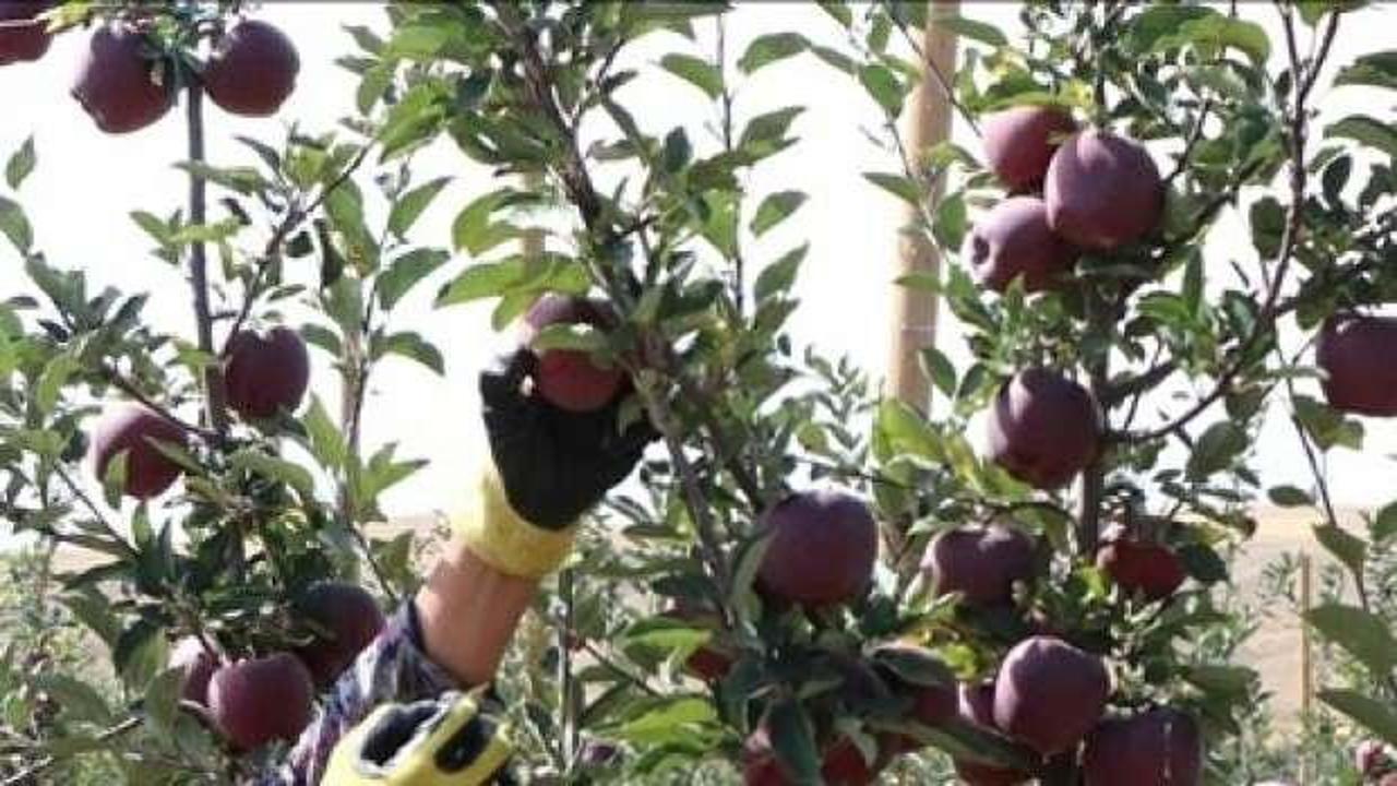 Sıcaklık ve kuraklık Niğde'de elma üretimini olumsuz etkiledi