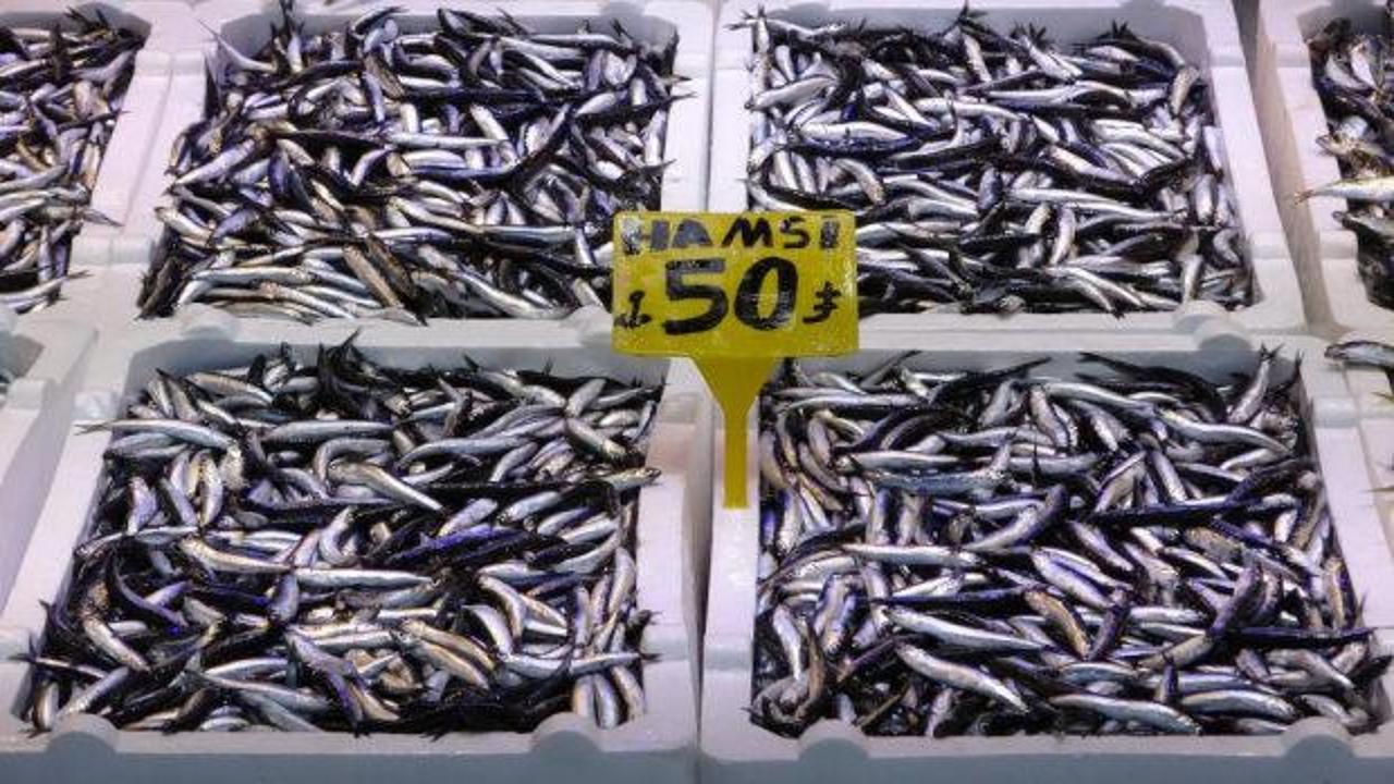 Son 35 yılın en bereketli hamsi sezonu