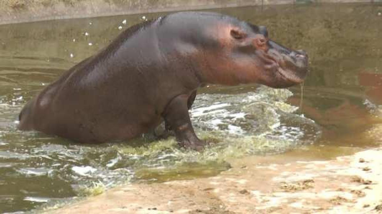 Su aygırını beslemeye çalışırken canından oldu!