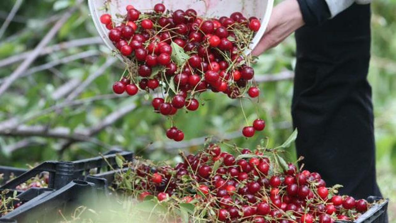 Tokat'ta üreticilerin vişne mesaisi sürüyor