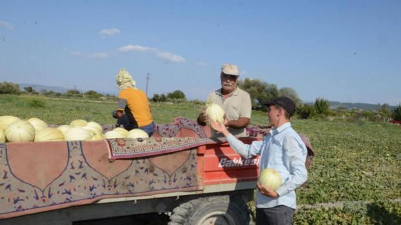 Türkiye, kavuna doyacak