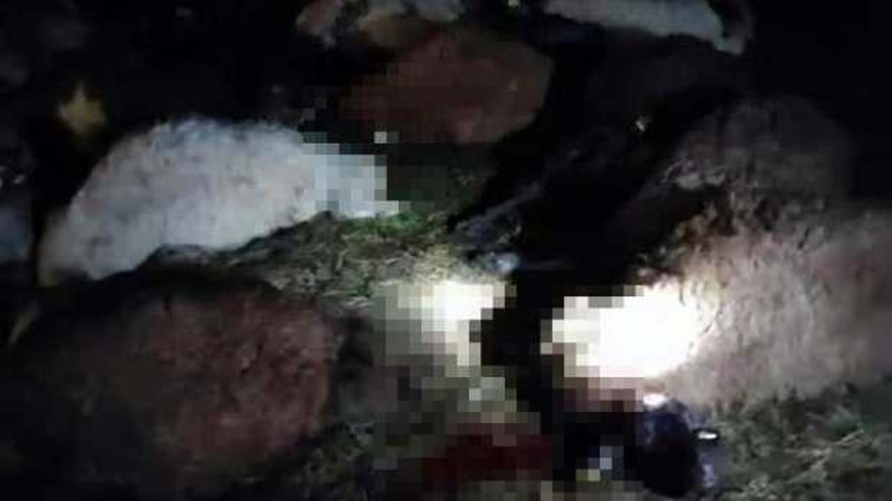 Yıldırım düşen sürüde 30 koyun öldü